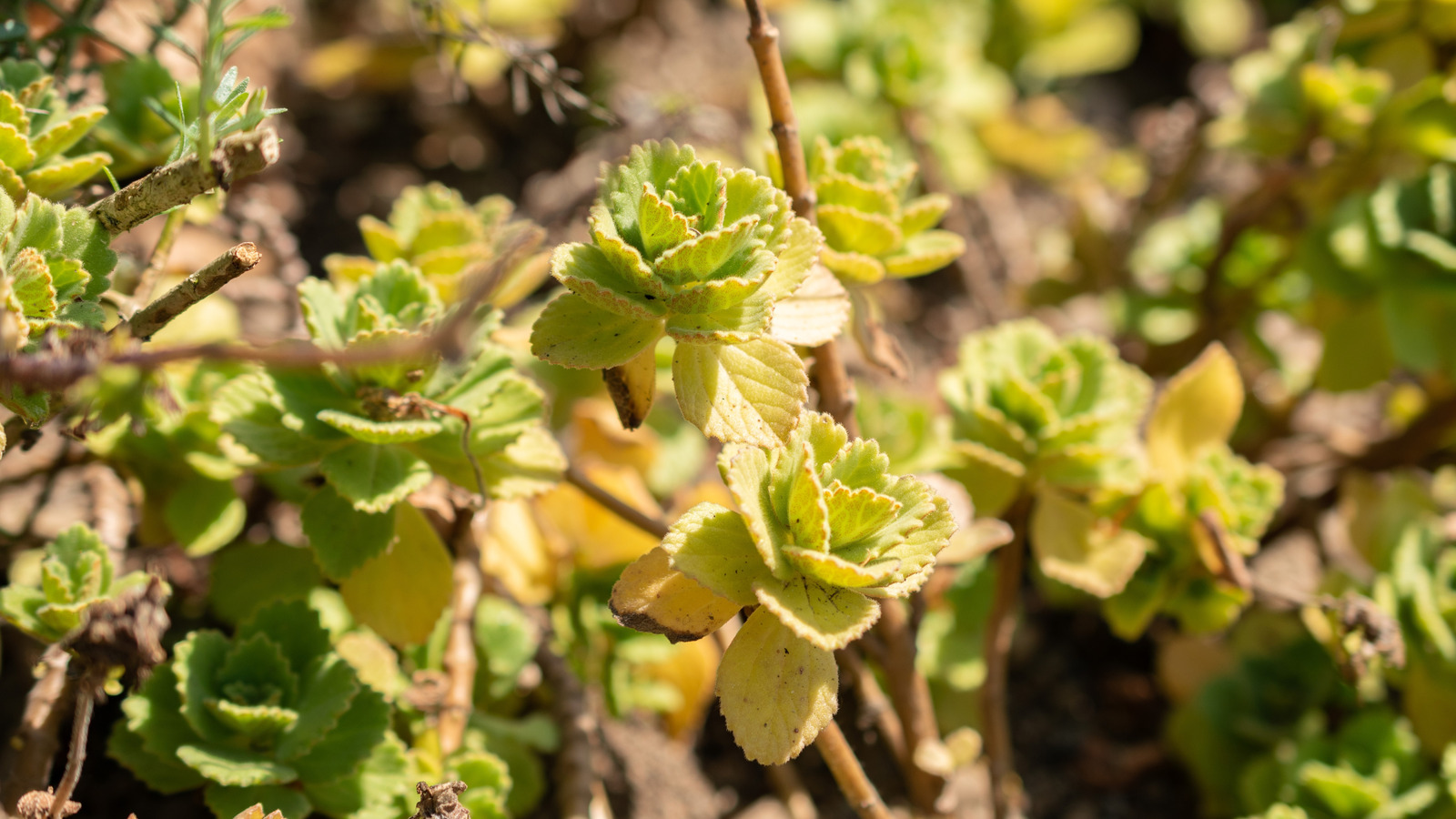 Bahçenize muhteşem bir koku verebilecek hızlı büyüyen zemin örtüsü