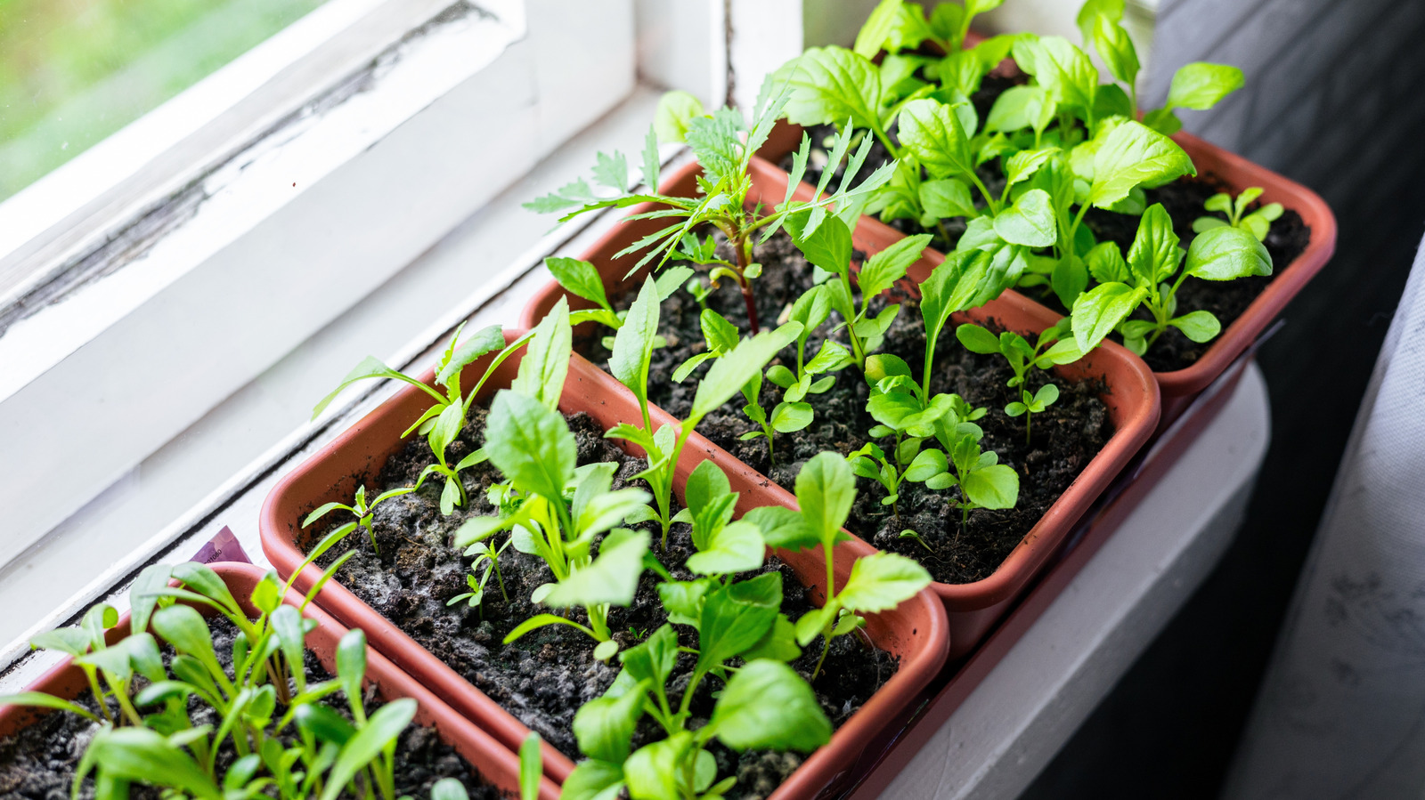 Bahçıvanlar bu basit ipucuyla, zaman nakilleri mükemmel bir şekilde yemin ediyor