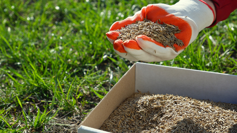 Çim tohumları eldivenle tutan kişi