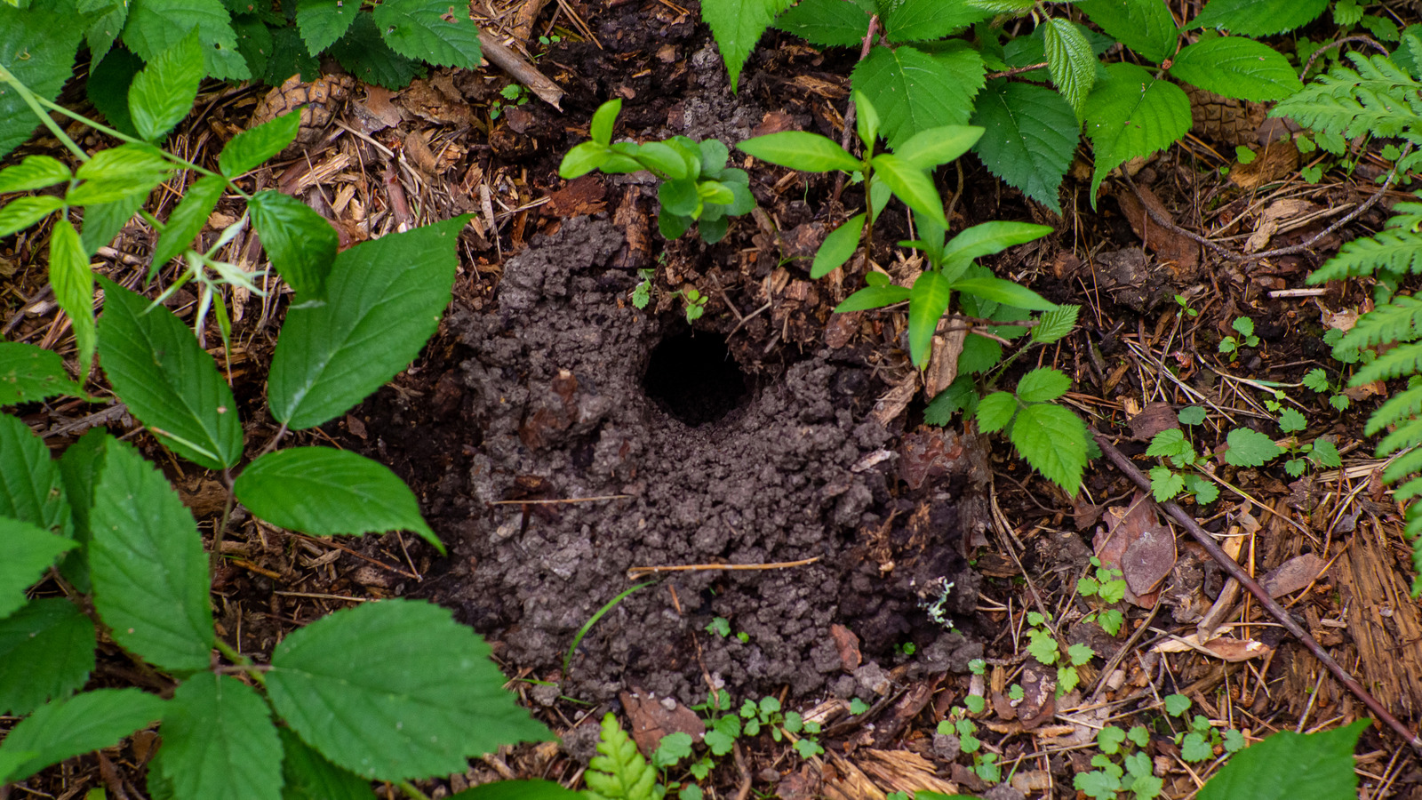 Bahçenizde bir yılan deliği mi yoksa sincap deliğiniz mi olduğunu nasıl anlayacaksınız?