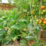 Neden bahçeye domates ve kabak dikmelisiniz?