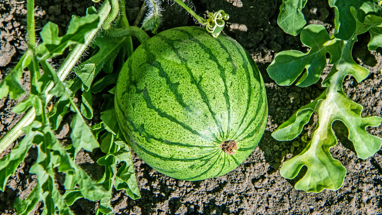 Neden karpuzların yanına domates dikmemelisiniz?