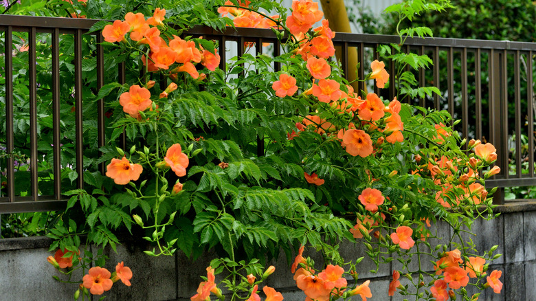 Trompet Creeper (Campsis Radicans) çitin içinden büyüyen