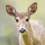 Geyik neden bazı ortancalar yiyor ama başkaları değil?
