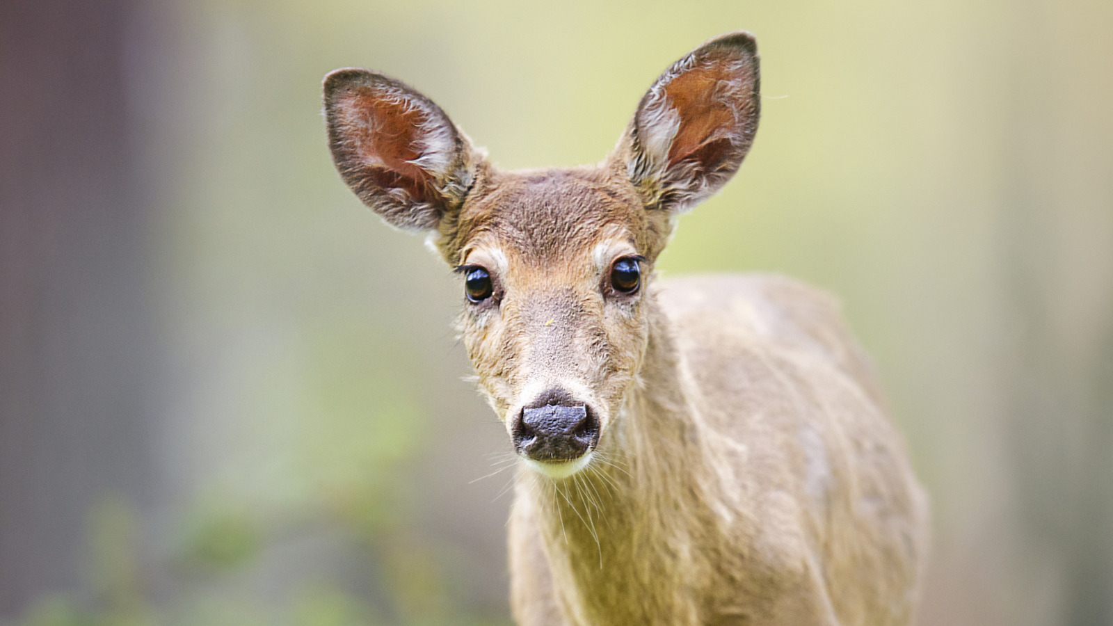 Geyik neden bazı ortancalar yiyor ama başkaları değil?