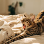 Tüylü arkadaşlarınızla uyumadan önce bilmeniz gereken temel çamaşır ipuçları