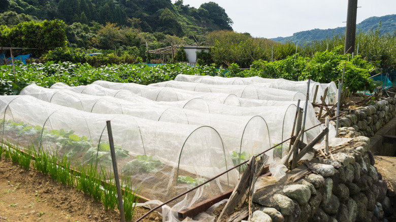 Bitkileri zararlılardan korumak için mahsul kapakları olan büyük bir sebze bahçesi