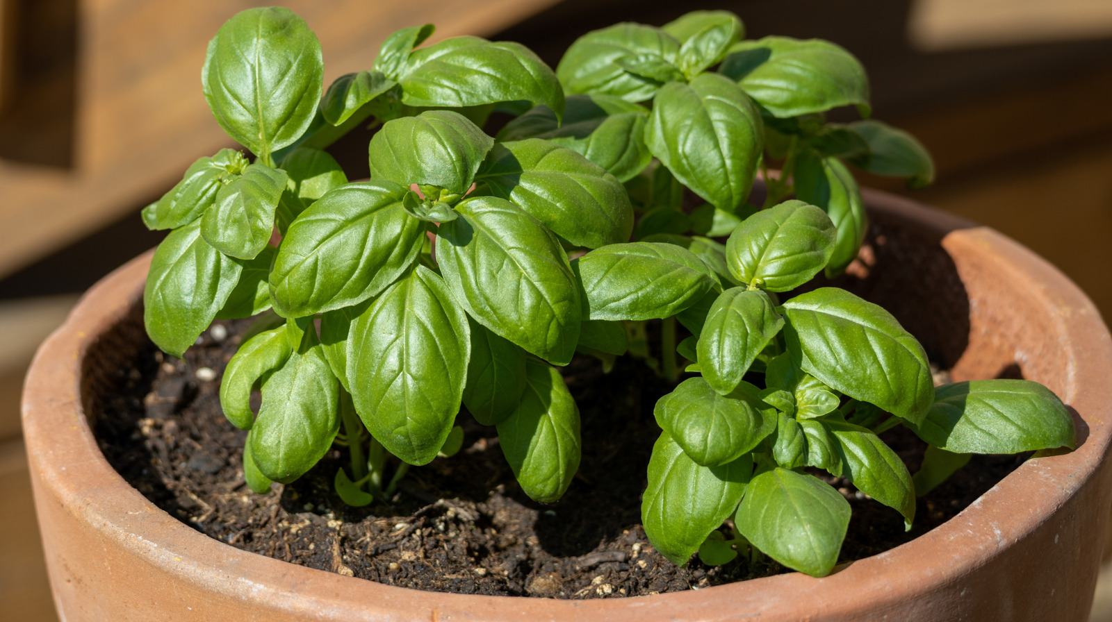 Fesleğen nasıl yetiştirilir, böylece bahçeden hiç bitmeyen bir tedarikiniz vardır