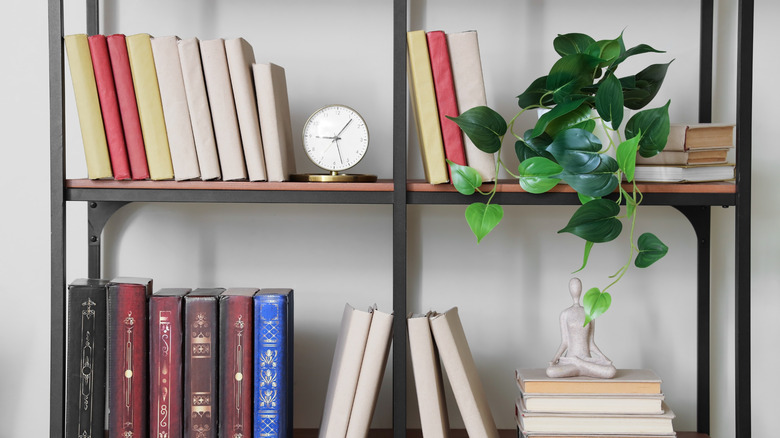 Bir kitaplık üzerinde yeşil bitki
