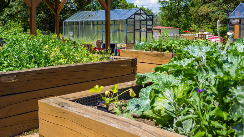 Ekici kutularında sebze yatakları