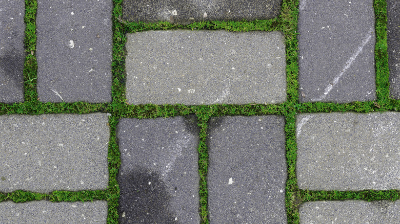 Çim sınırları ile finişer taşları