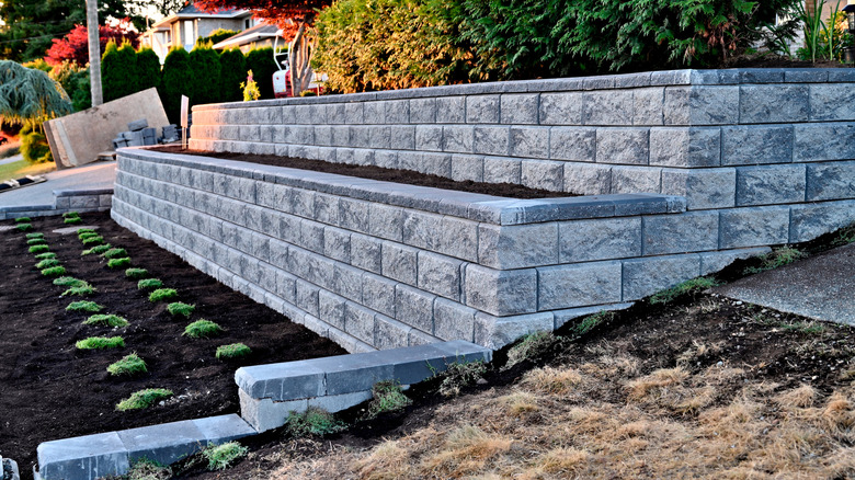 Katmanlı taş yataklarda çalılar ve bitkiler