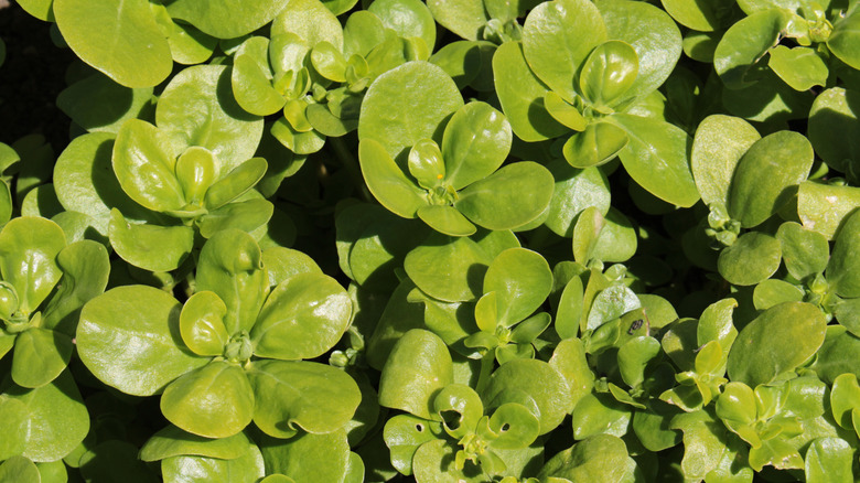 Çiçekler çiçek açmadan önce ortak bakan bitkisinin yapraklarının bir closeup.