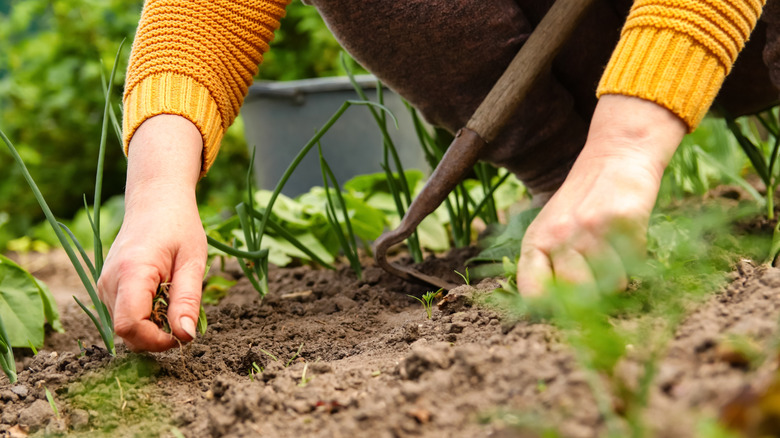 Bir closeup pf birisi bahçesinden elle çırpma.