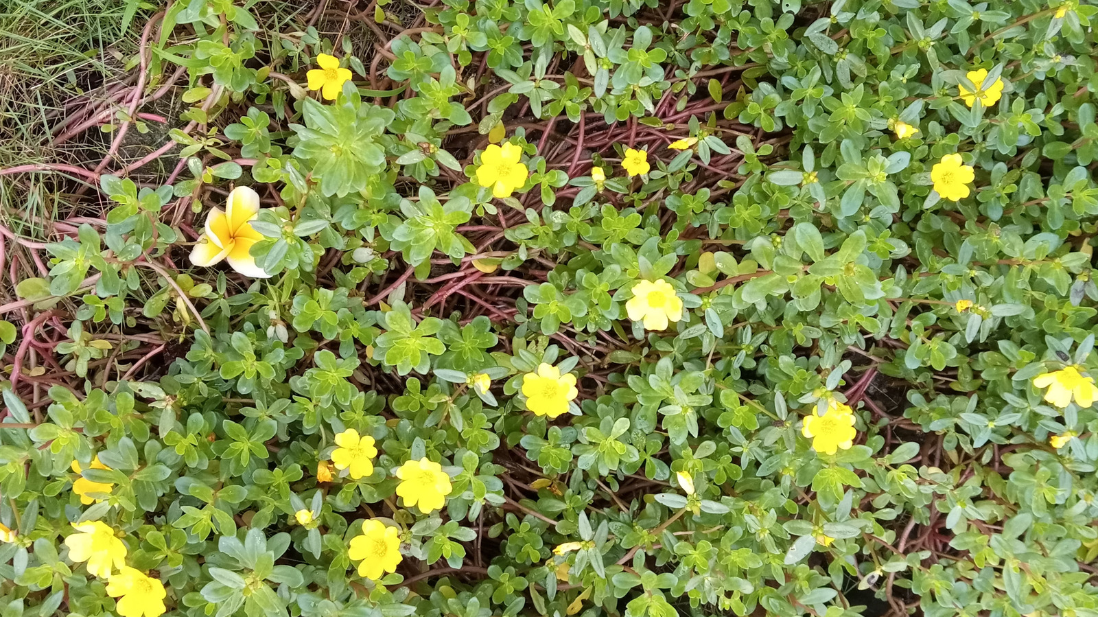 Bu ortak yabani otu sonsuza dek bahçenizden nasıl uzak tutabilirim