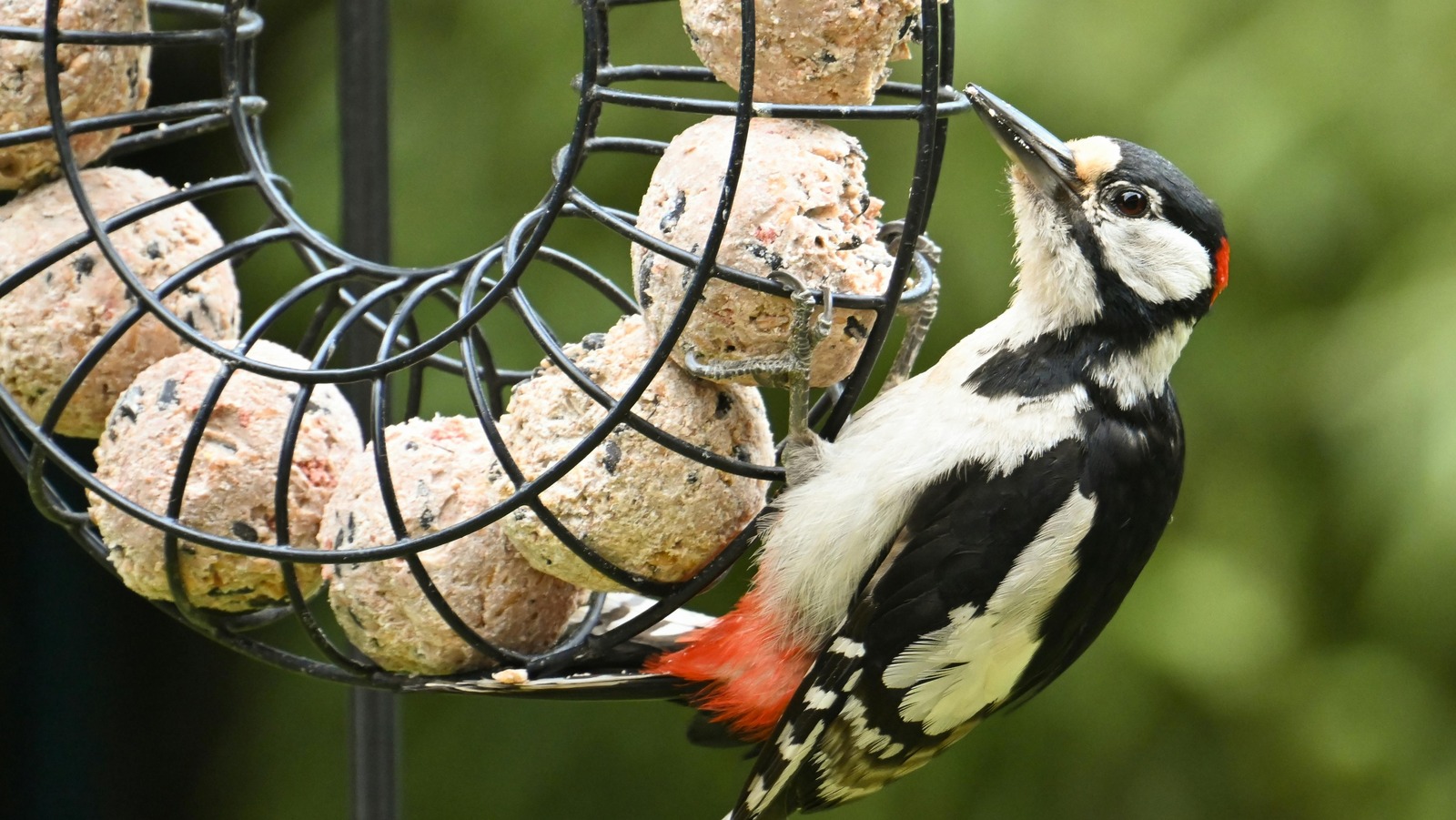 Daha fazla ziyaretçi çekmek için göz ardı etmemelisiniz değerli kuş besleyici ipucu