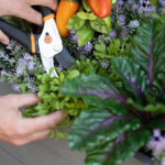 Popüler Costco Yükseltilmiş Bahçe Yatağı Bazı alışveriş yapanlar satın almaktan uzak durma konusunda uyarıyor