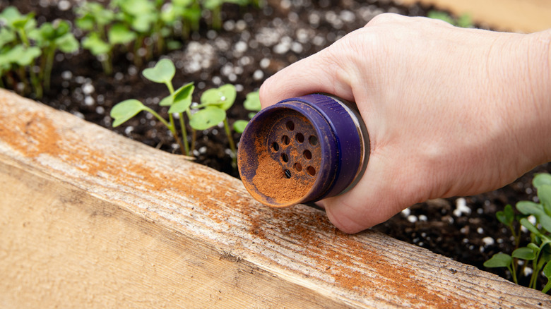 Bir bahçe karınca caydırıcısı olarak ahşap boyunca el serpen tarçın tozu
