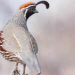 Kuşların direnemediği ısı seven çiçek