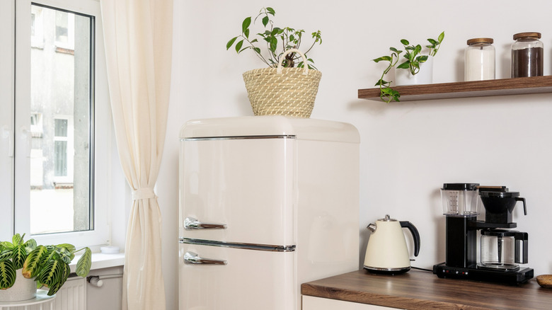 Hafif, rustik bir mutfakta buzdolabının üstüne sepette bitki