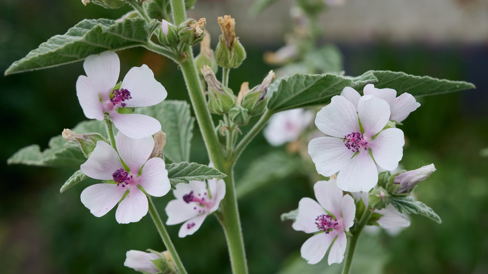 Tıbbi bitki, muhtemelen büyümezsin (ama olmalı)