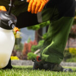 Şeker daha sağlıklı bir çimin sırrı mı?