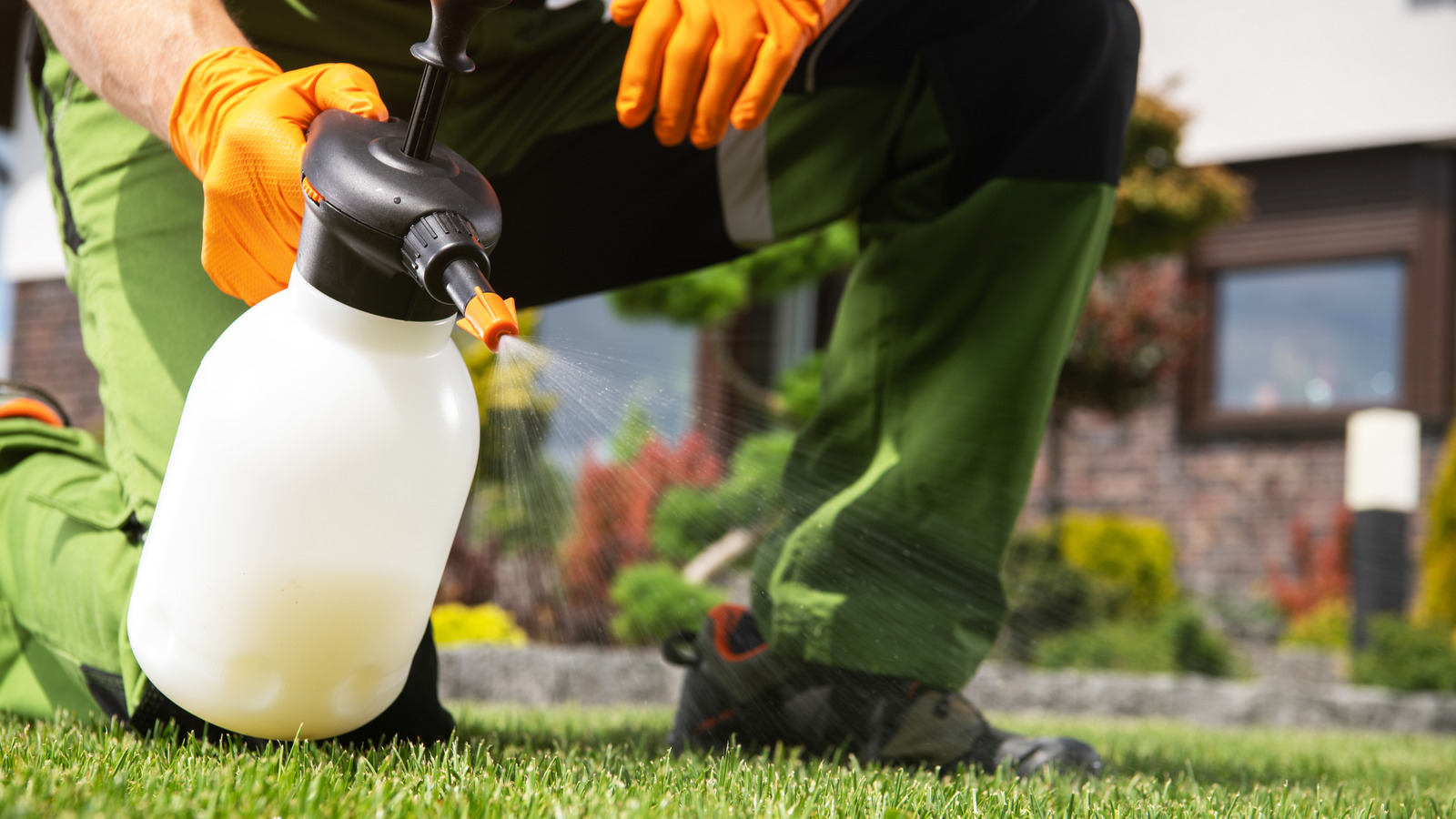 Şeker daha sağlıklı bir çimin sırrı mı?