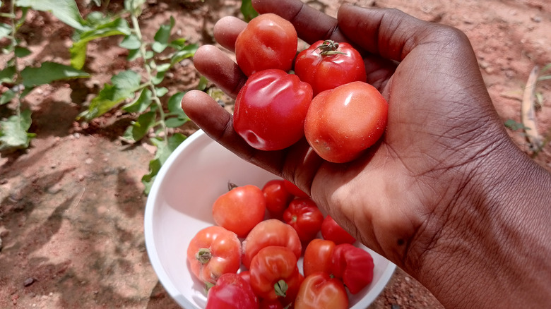 Bir eldeki domates