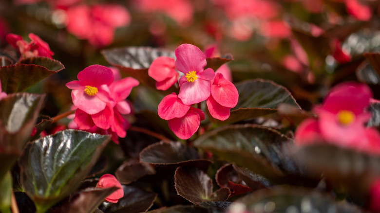 Whopper Rose Begonia bitkisi.