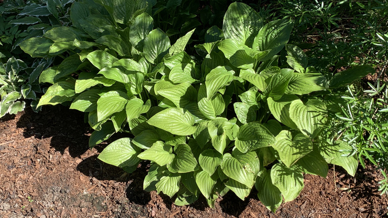 Malç ve diğer bitkiler etrafında hosta tesisi.