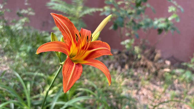 Bahçede çiçek açan turuncu ve sarı.