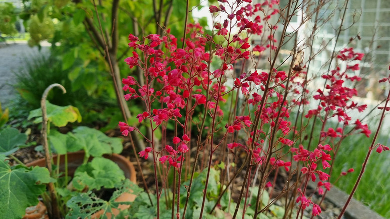 Bahçede çiçek açan pembe mercan çanları.