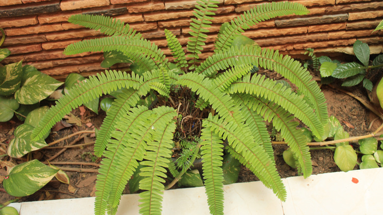 Basamaklı eğrelti otu bir duvar ve kaldırım ile.