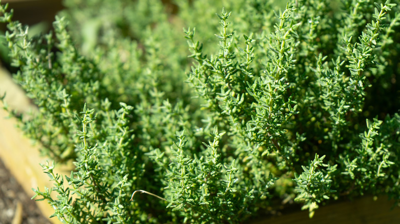 Bir bahçe kutusunda büyük bir kekik bitkisi.