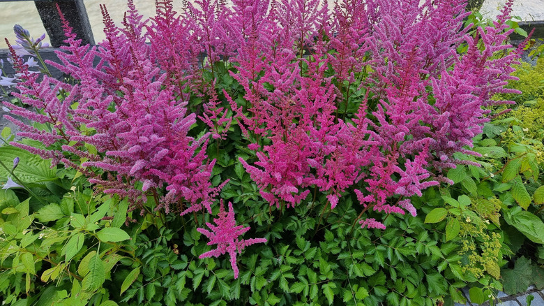 Bahçede pembe astilbe bitkisi.