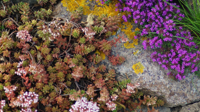 Kaya üzerinde büyüyen sedum sulu meyveleri.