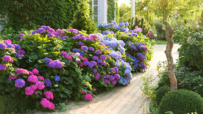 Taş yol boyunca renkli ortanca çalıları sırası.