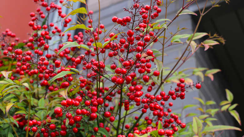 Kırmızı meyveleri olan Japon Barberry Fabrikası.