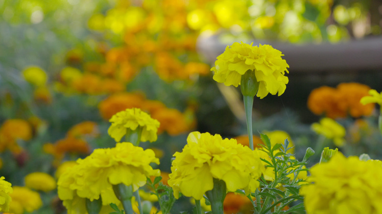 Turuncu ve sarı marigold kümeleri.