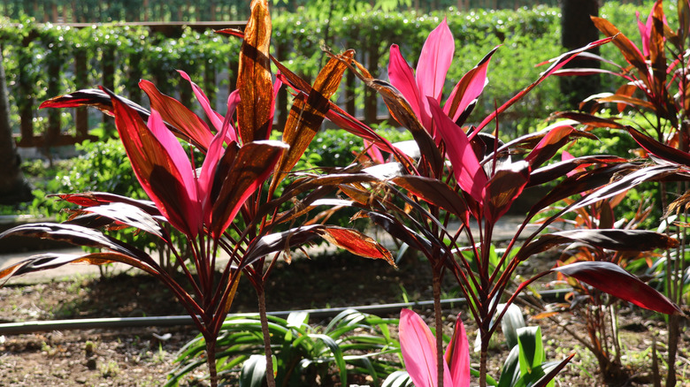 Bahçede dizilmiş uzun palmiye zambakları.
