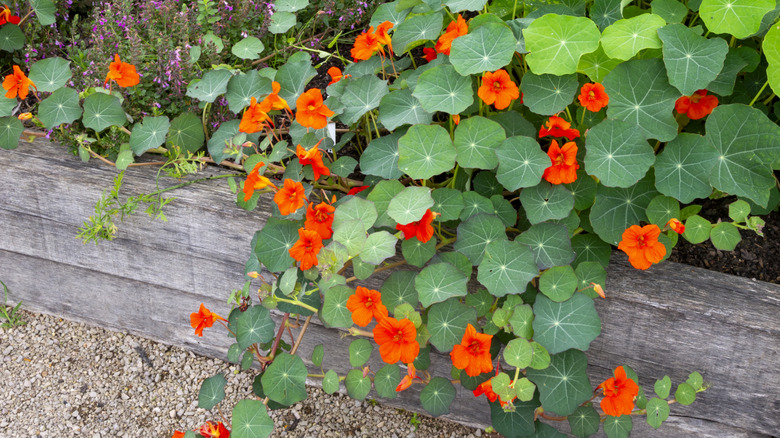 Nasturtiums çiçekler bahçe yatağından basamaklı.