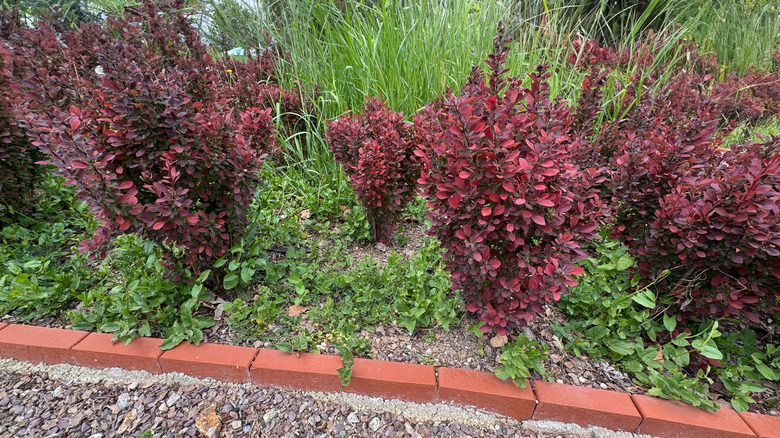 Bahçede birden fazla Japon Barberry çalı.