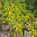 Bir bahçe favori zemin örtüsü için 14 refakatçi bitki, sürünen jenny