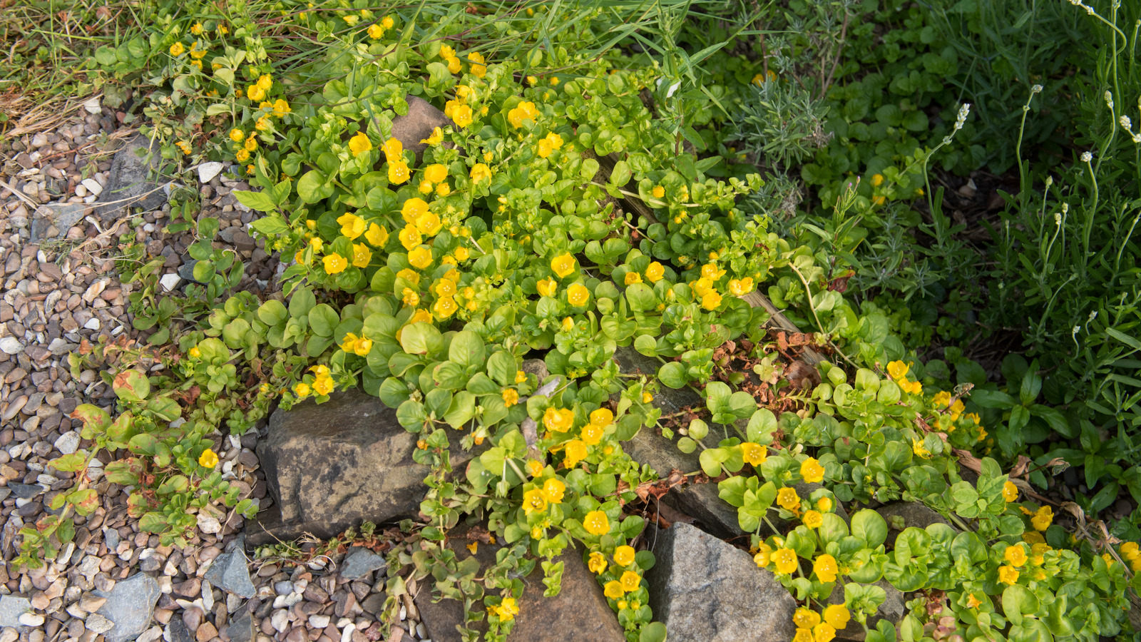 Bir bahçe favori zemin örtüsü için 14 refakatçi bitki, sürünen jenny