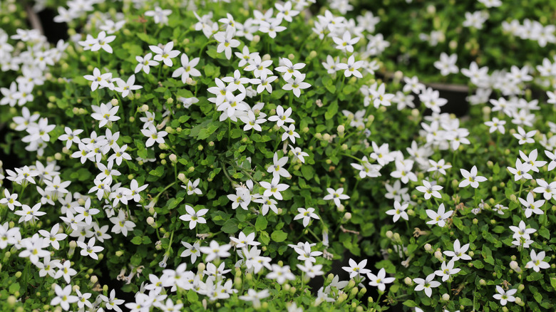 Mavi yıldız sarmaşık küçük beyaz çiçekler