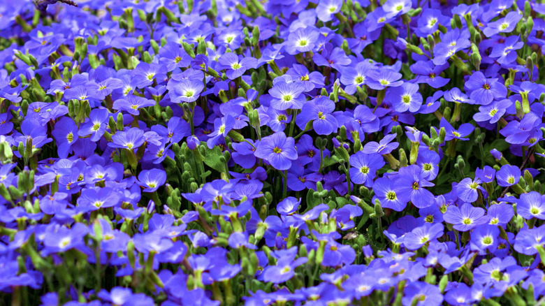 Veronica repens'in dramatik mavi çiçekleri