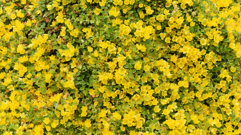 Blooming Lysimachia Nummularia battaniyesi