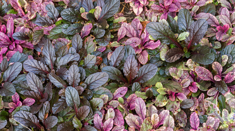 Ajuga hem çiçekler hem de yeşillik ile renk sağlayabilir