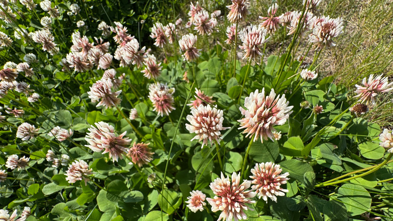 Clover Out Rekabet eden çim