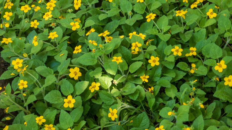 Chrysogonum Virginianum'un renkleri beklenmedik değil